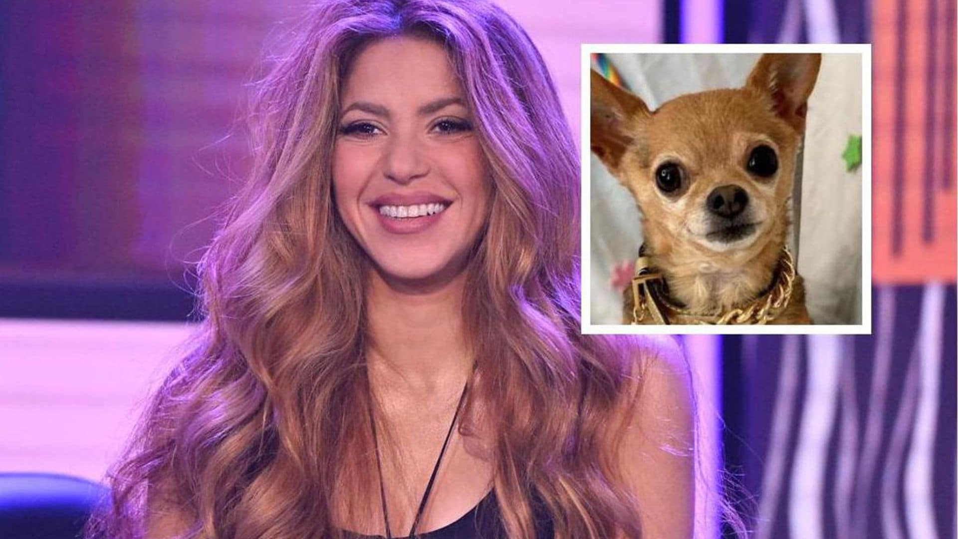 Pet of the week: Meet Prince, the chihuahua who proved to be the biggest fan of Shakira