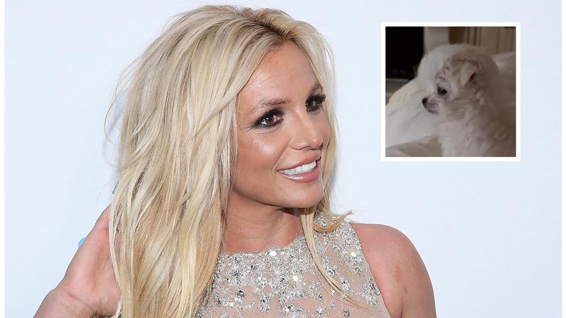 Britney Spears gets a new puppy as custody settlement of her shared dogs with Sam Asghari concludes