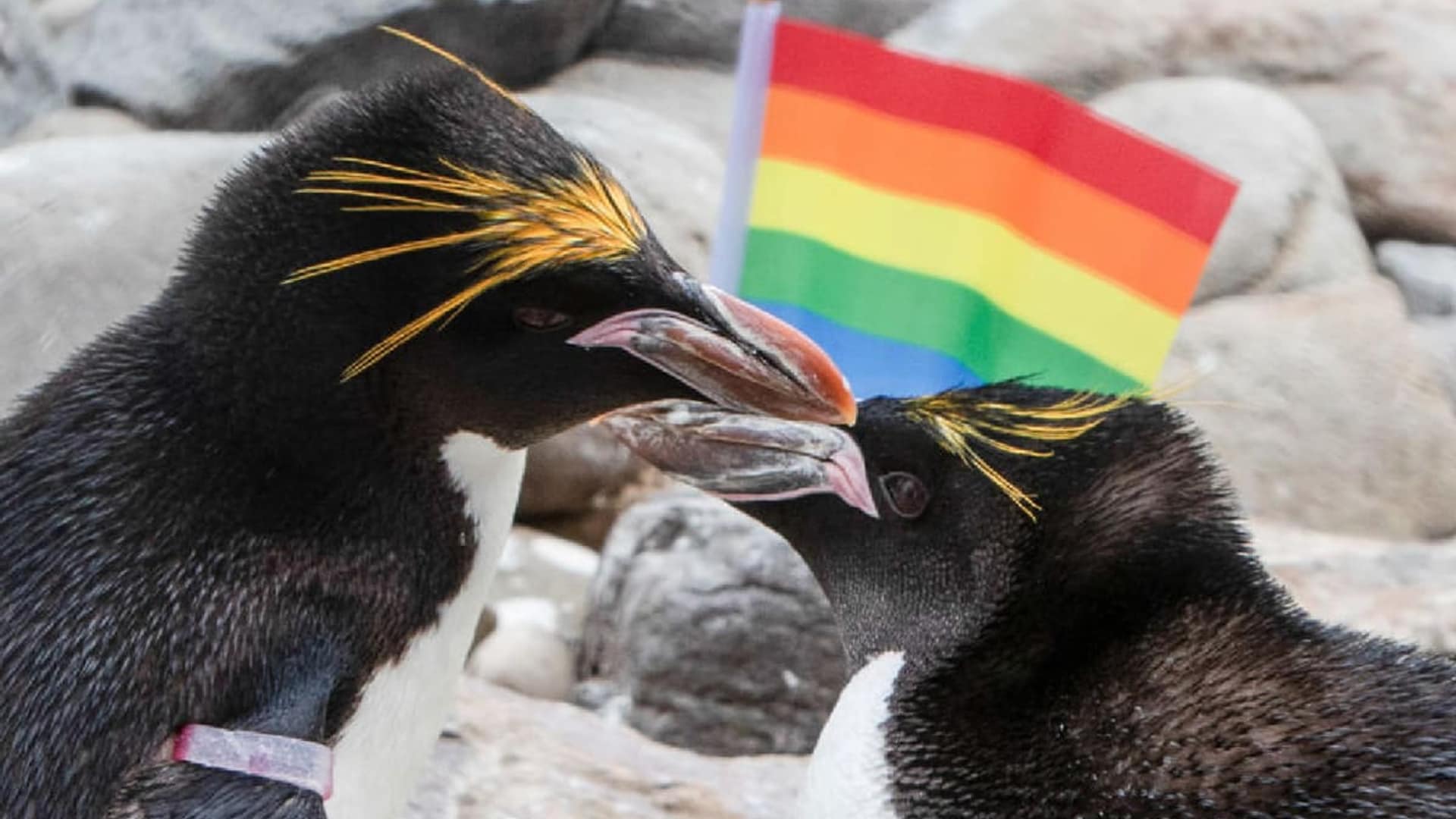 Gay penguins