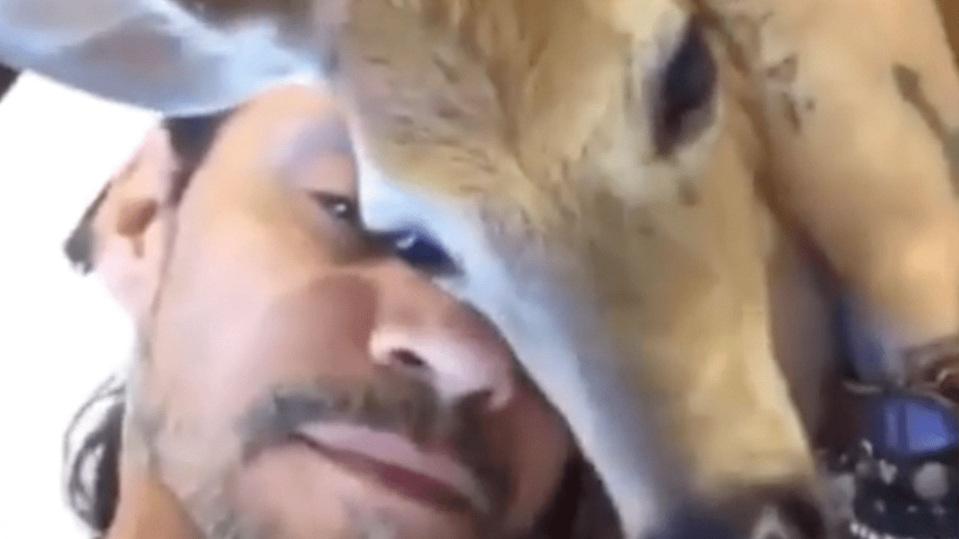 Hold the phone - Marc Anthony has a pet deer?