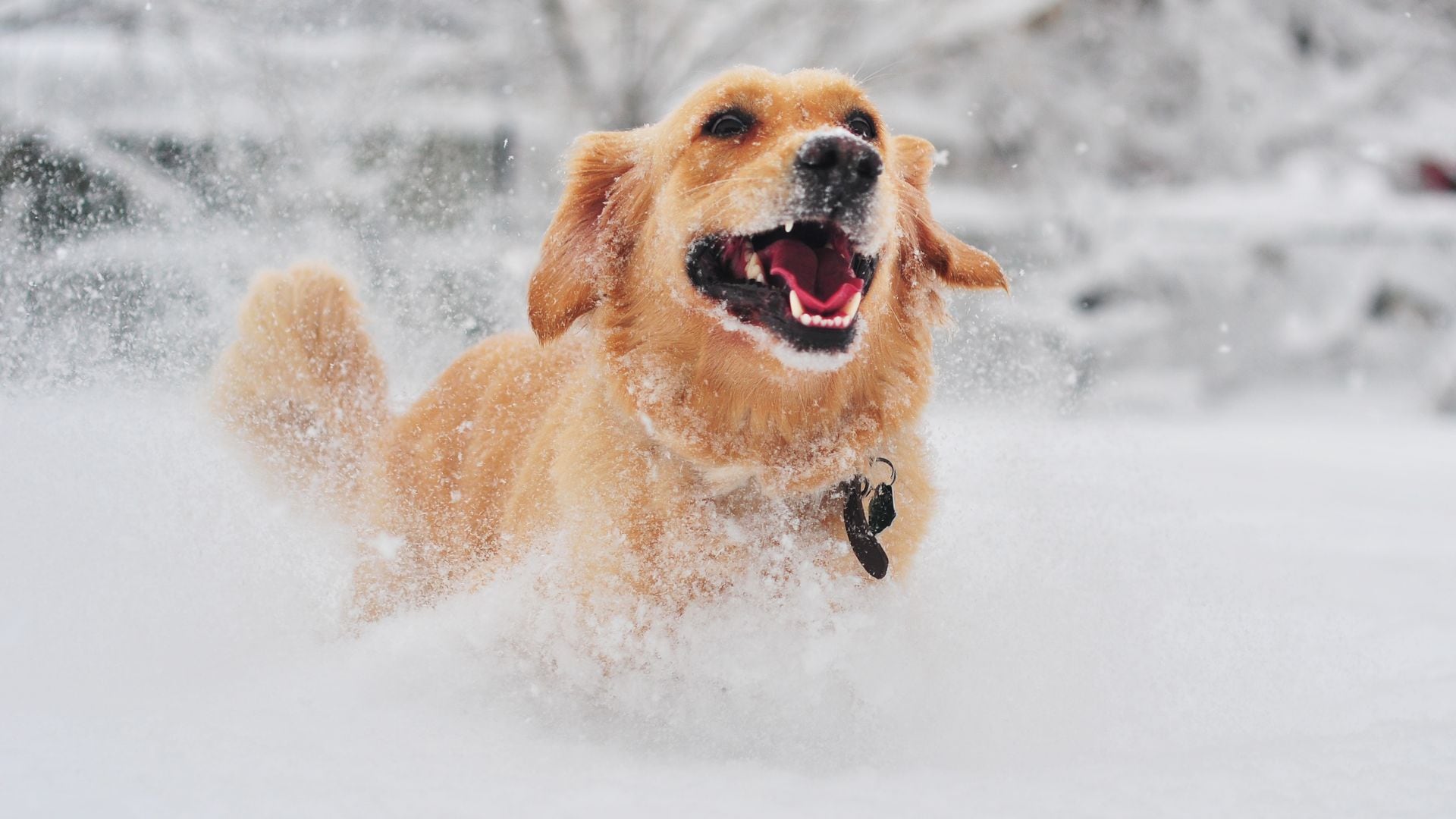 Pet of the week: Watch these adorable dogs seeing snow for the first time