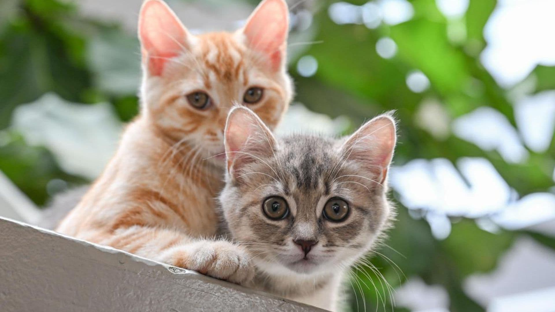 Top 10 weird facts about cats: Did you know most cats are lactose intolerant?