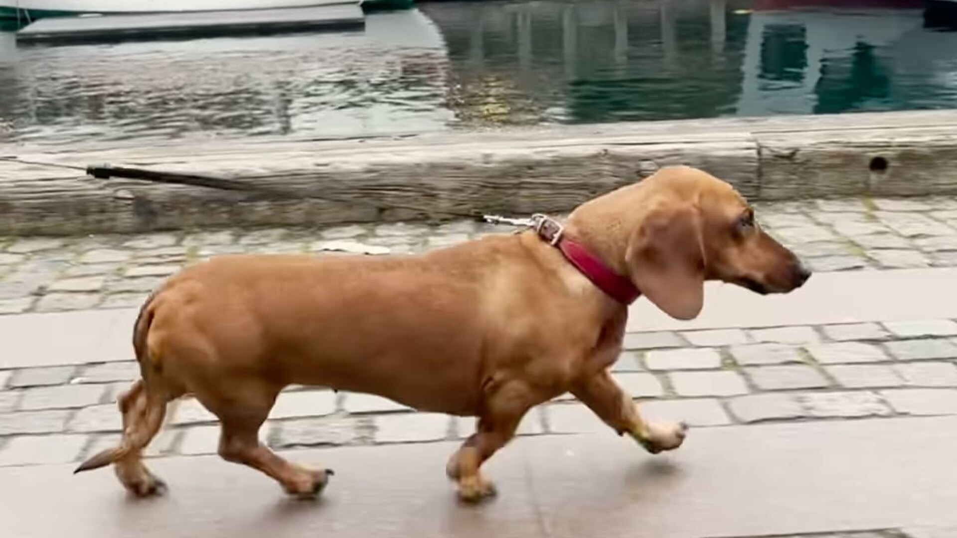 Royal dog visits friend in adorable new holiday video