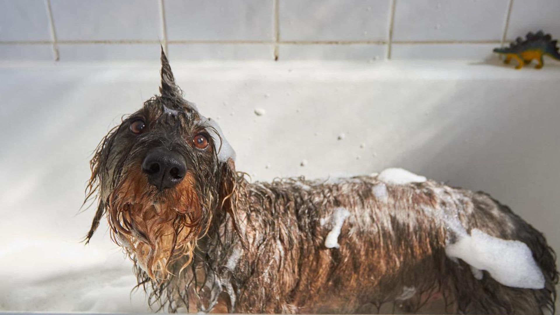 Dogs bath time tips & tricks: how to make it effective & fun