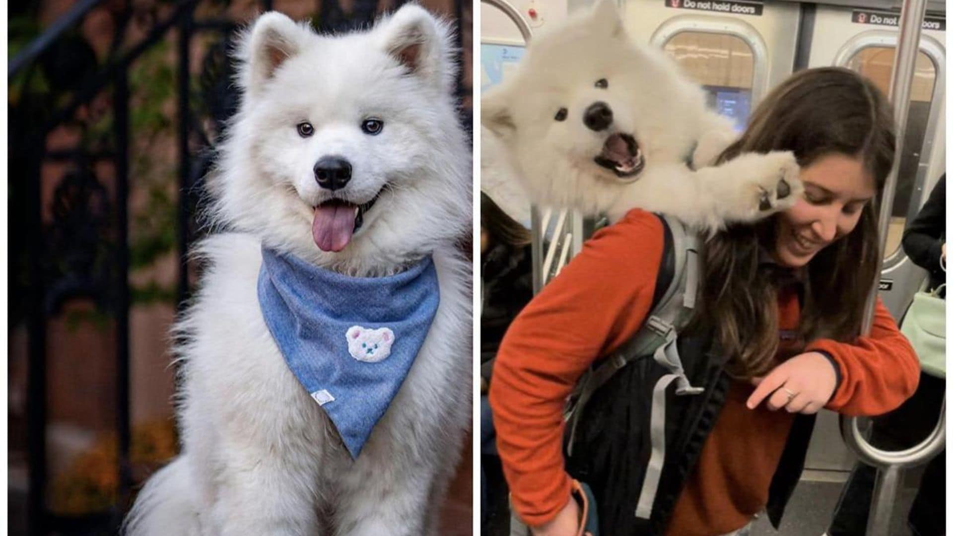 Pet of the week: This adorable 52lb dog has to be carried in backpack to ride NYC subway