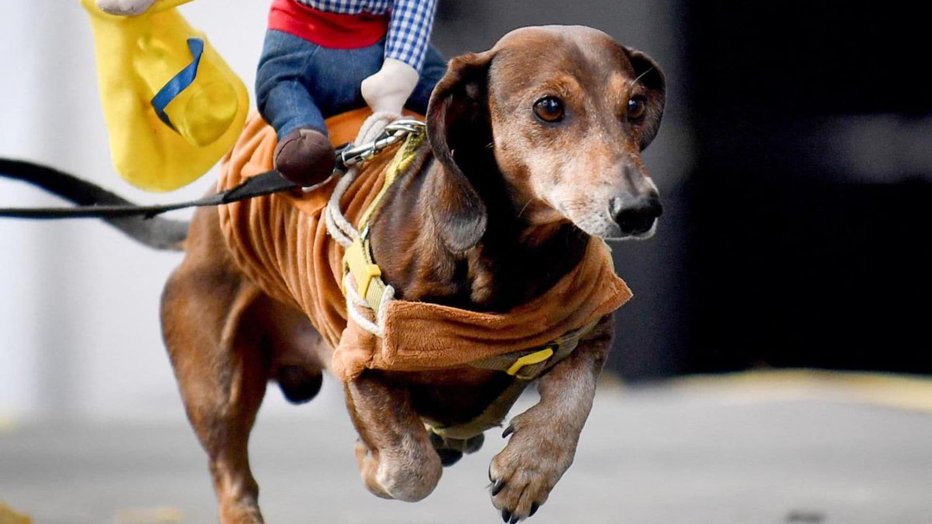 Pet of the week: 150 wiener dogs arrived to Key West for ‘Wienerpalooza’ celebration