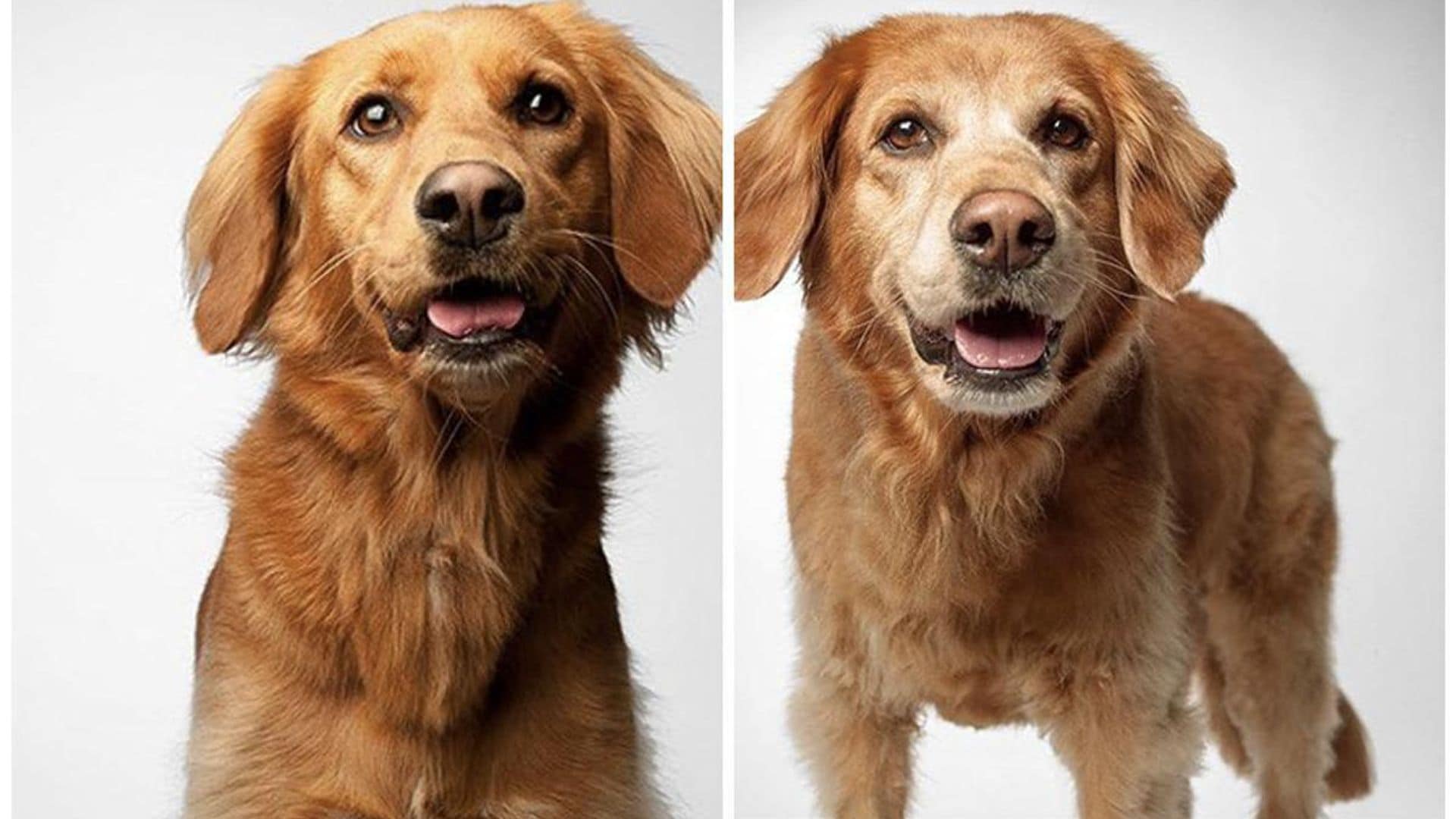 Pet of the week: Adorable photos of dogs from puppyhood to their senior years