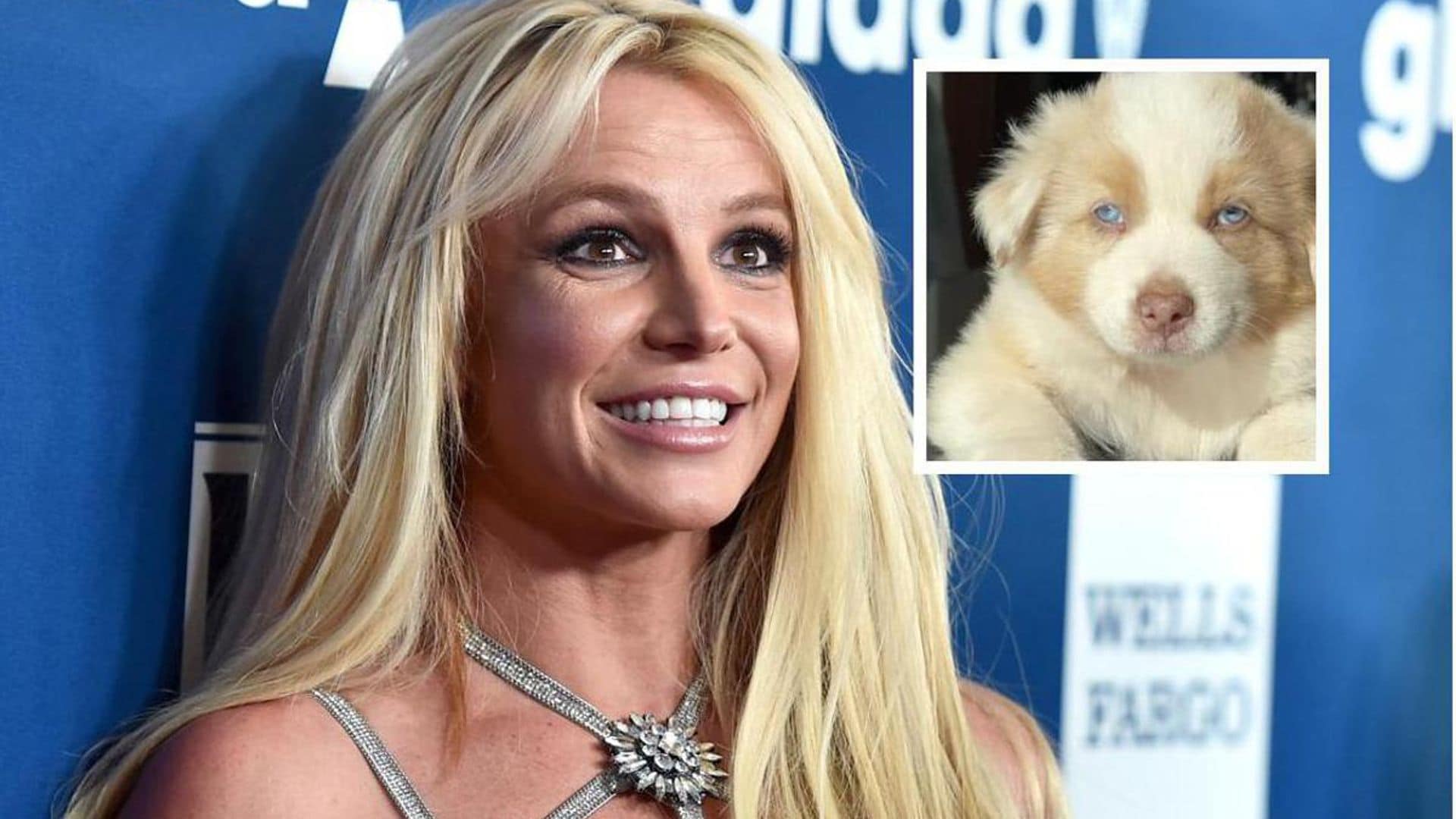 Britney Spears adopts adorable new puppy named Sawyer: ‘He makes my heart melt’