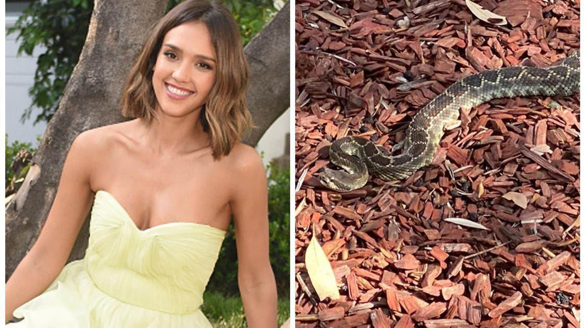 Jessica Alba encounters huge rattle snake and her reaction is priceless