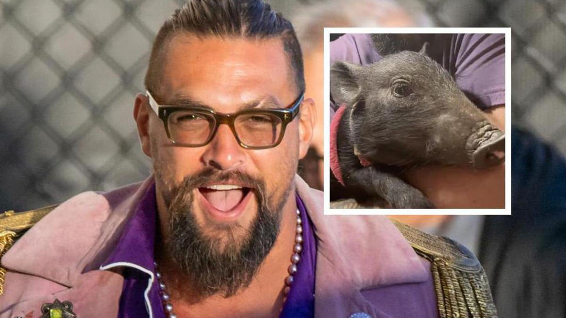 Pet of the week: This adorable wild pig was adopted by Jason Momoa while on the set of his new film