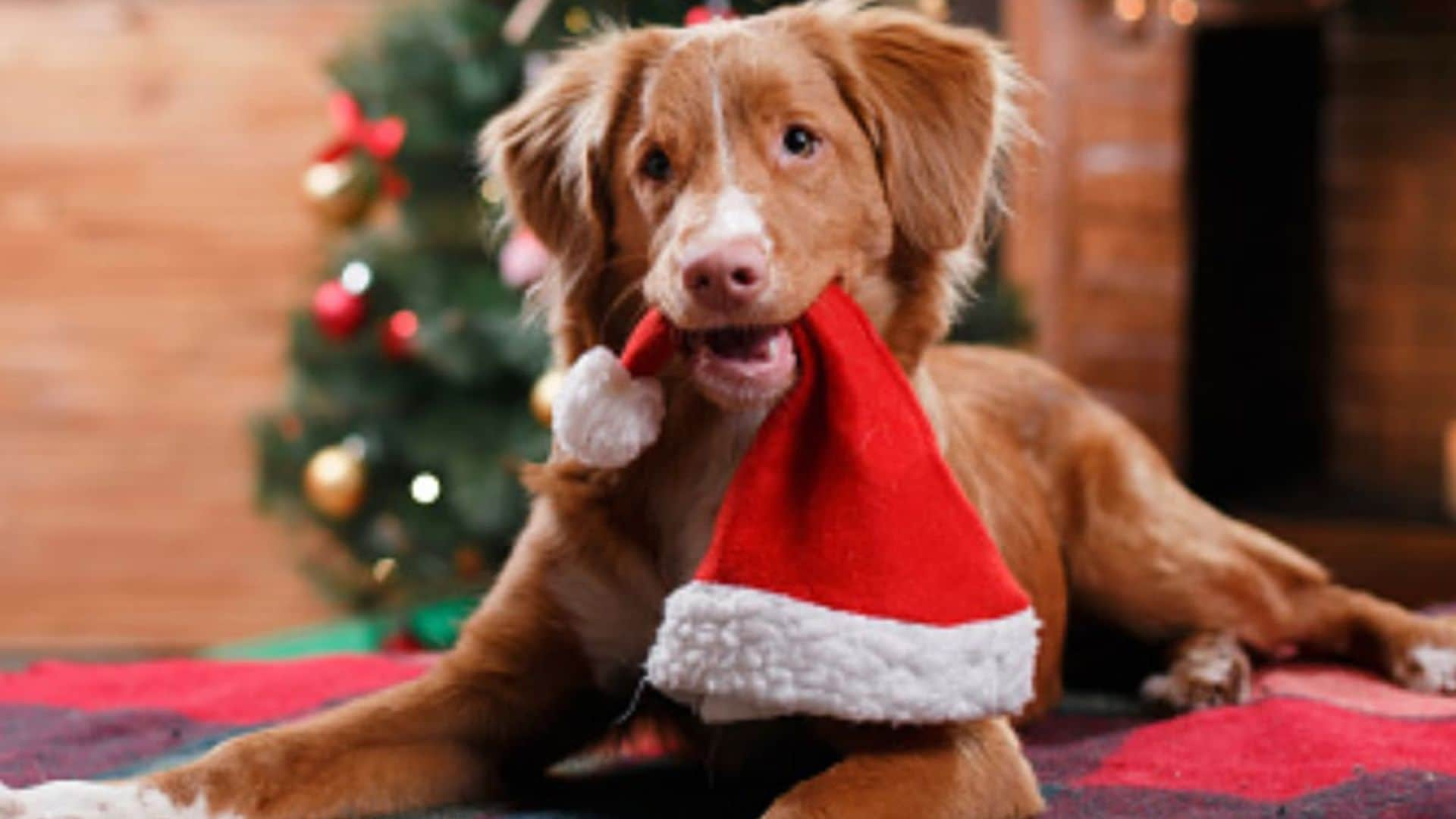 Dog health: Holiday foods to avoid and how to replace them