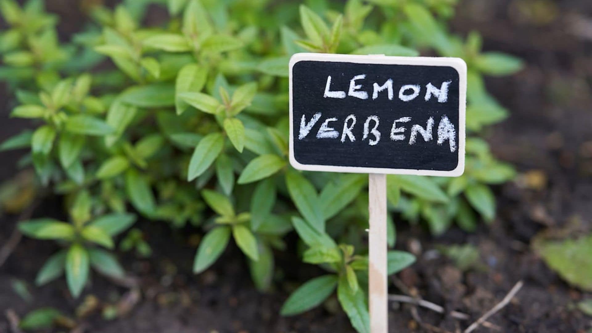 Lemon verbena: Top potential benefits