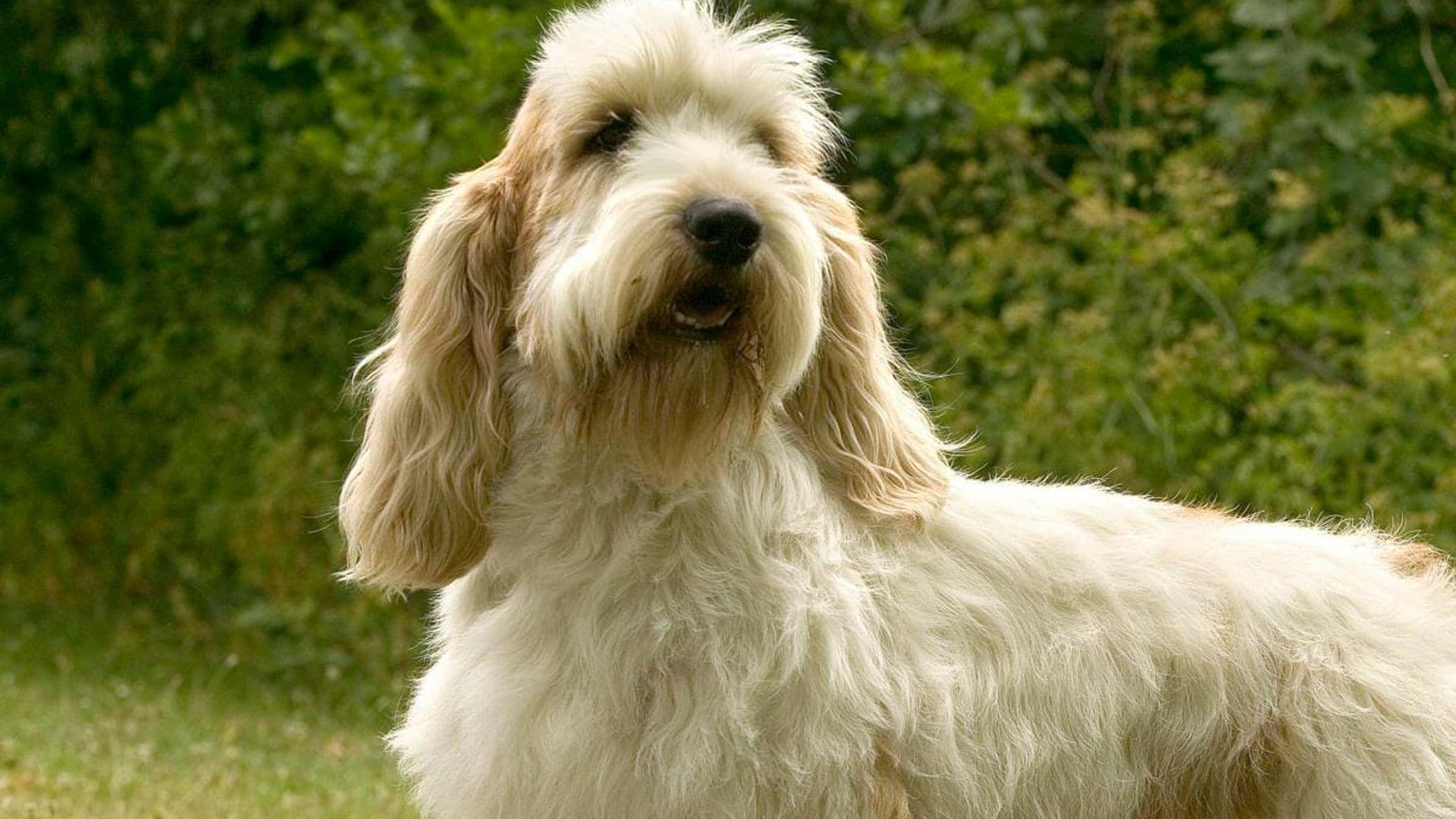 Petit basset griffon Vendeen, Canis familiaris