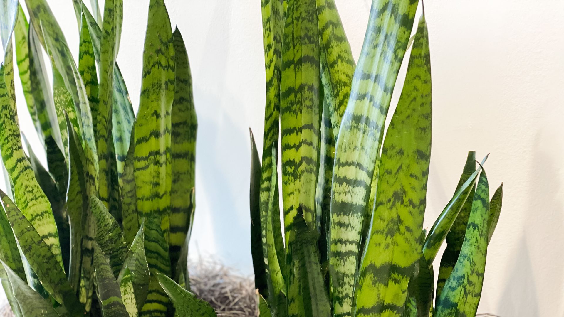 Snake plant: The ultimate guide to care, placement & benefits