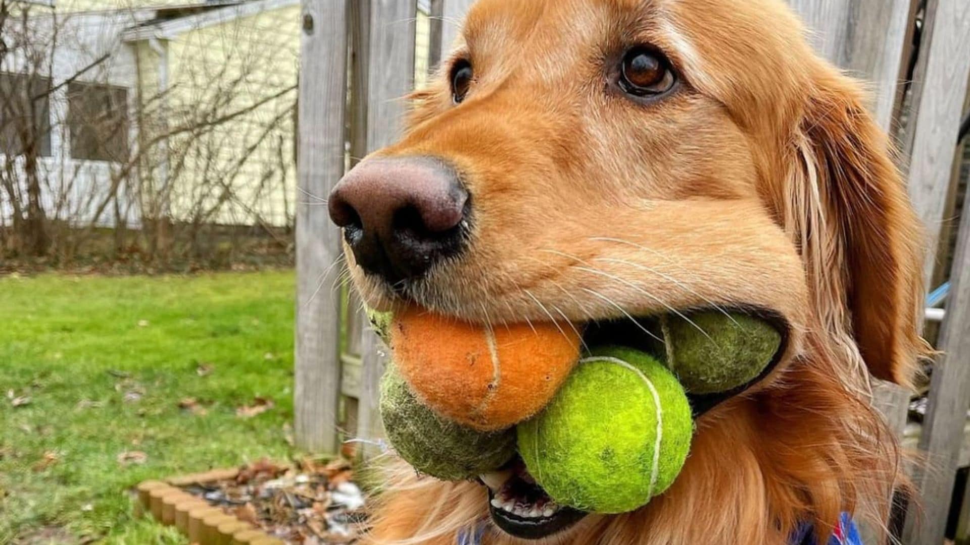 Pet of the week: This dog broke world record for most tennis balls in his mouth