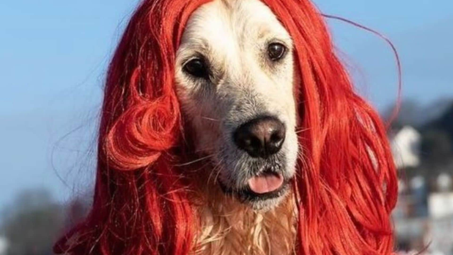 Pet of the week: This golden retriever recreated a scene from the ‘The Little Mermaid’