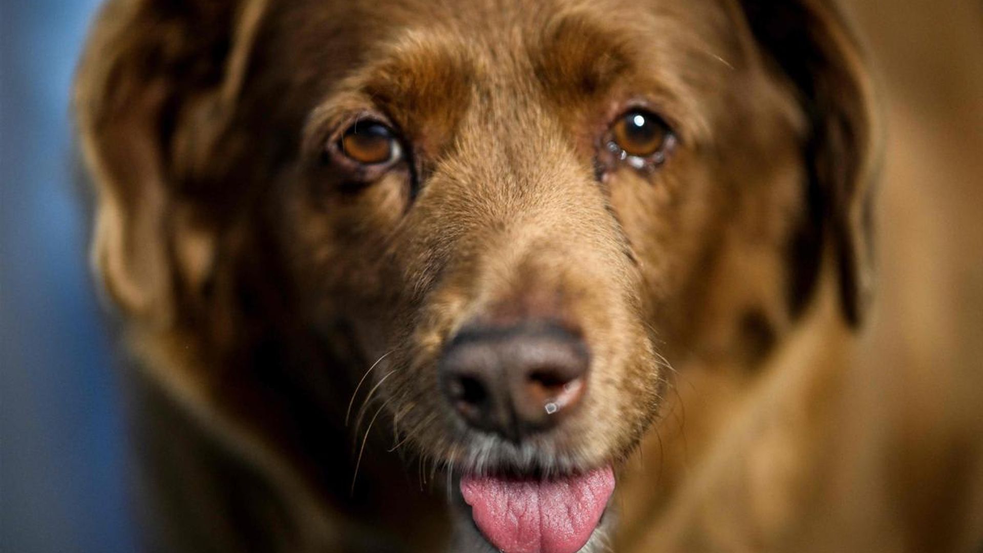 Pet of the week: Meet Bobi, the world’s oldest dog turning 31