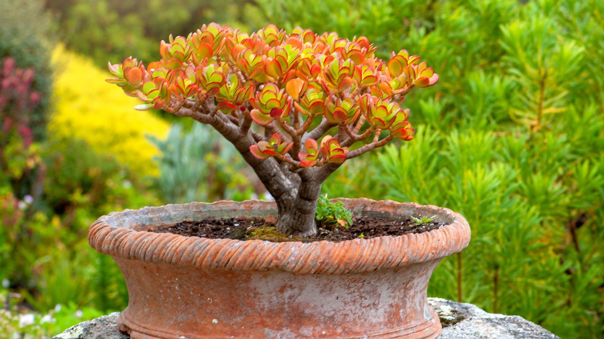 How to care for a Jade tree and invite prosperity into your life