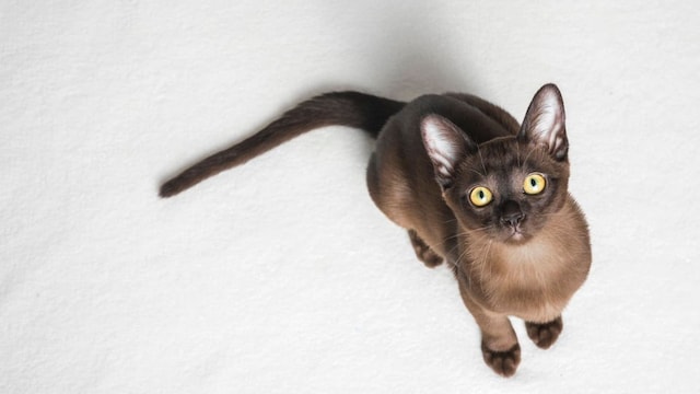 A cute brown Burmese kitten looking up