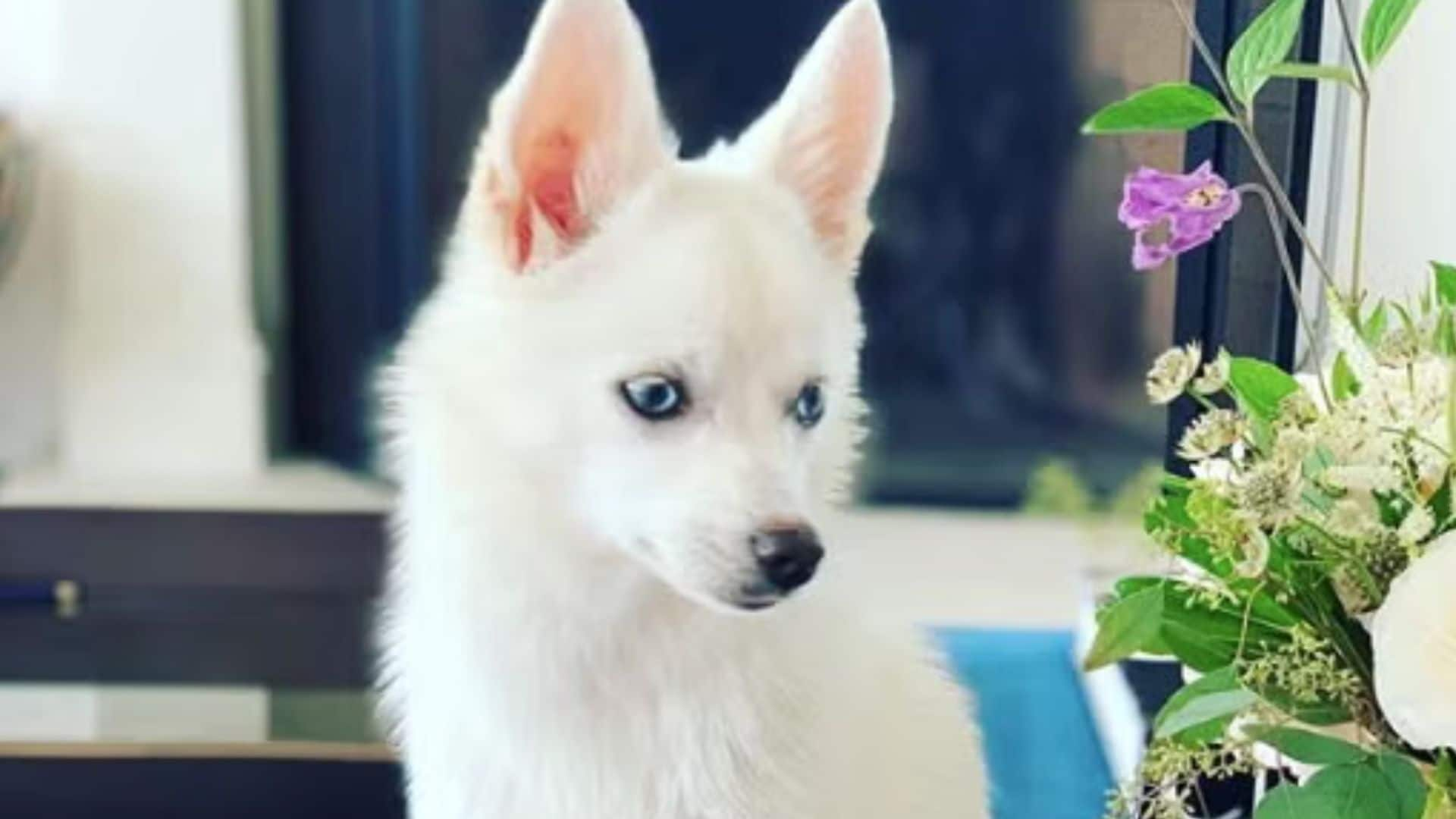 Pet of the week: Meet Ivanka Trump's adorable dog Winter