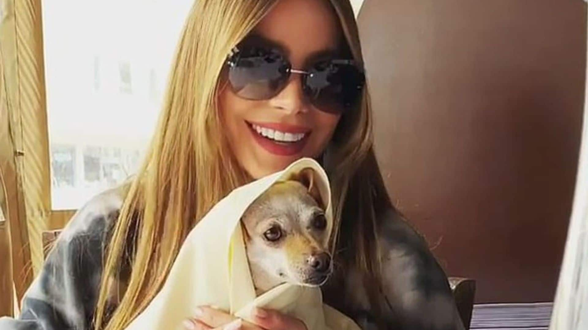 Sofia Vergara reunites with her beloved dog Baguette