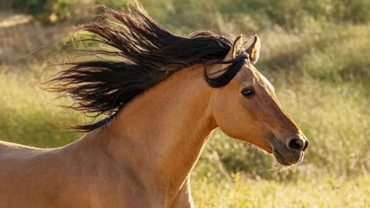 Pet of the week: Spirit, the beautiful horse who inspired the animated movie is turning 29