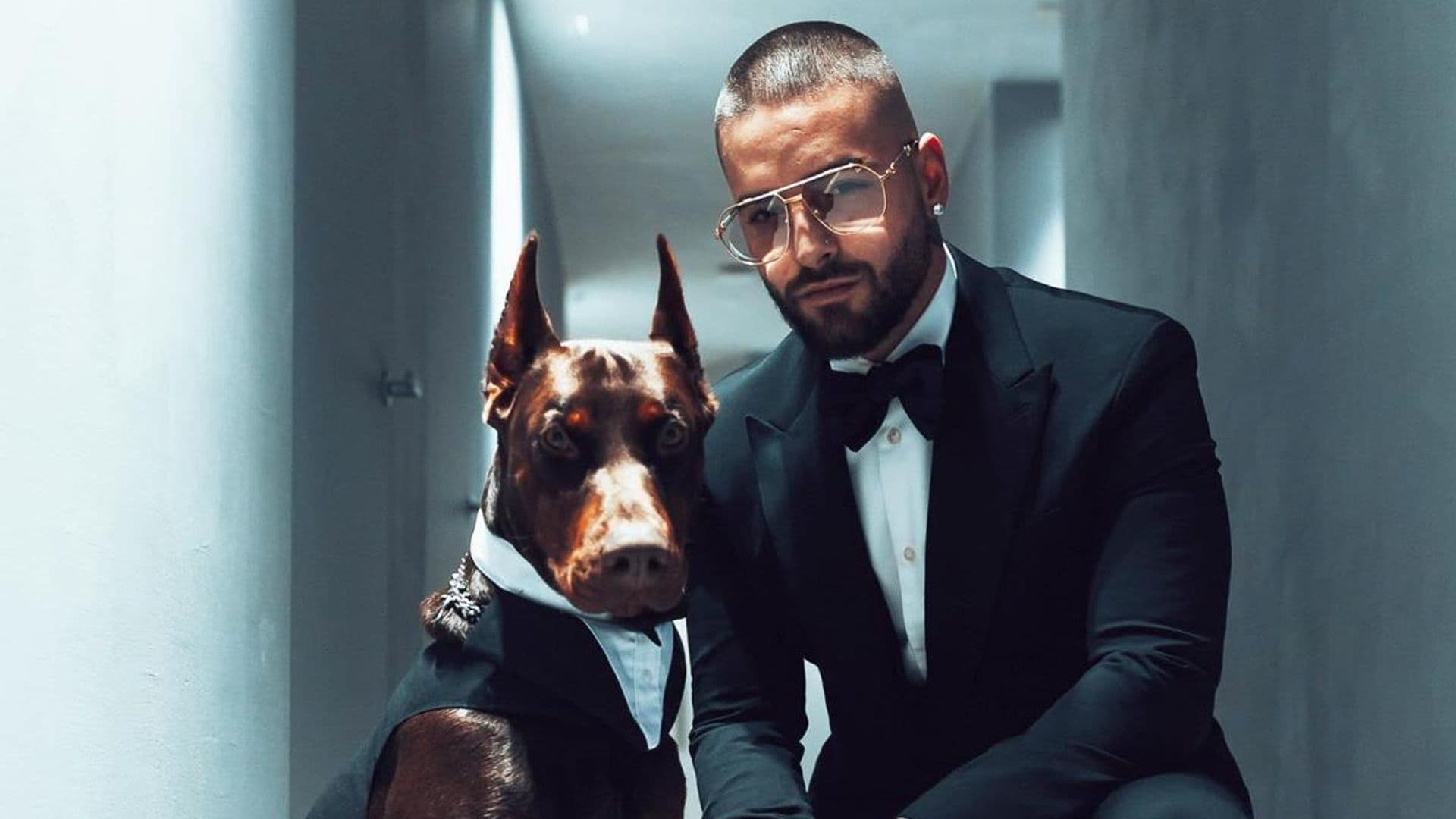 Maluma y su perro, Buda