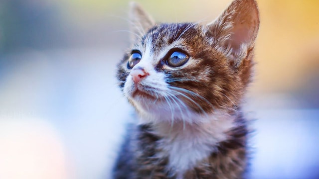 A cat playing in a yard in Beijing, China