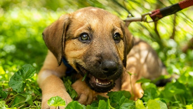 NSW Government Announces Crackdown On Illegal Puppy Factories