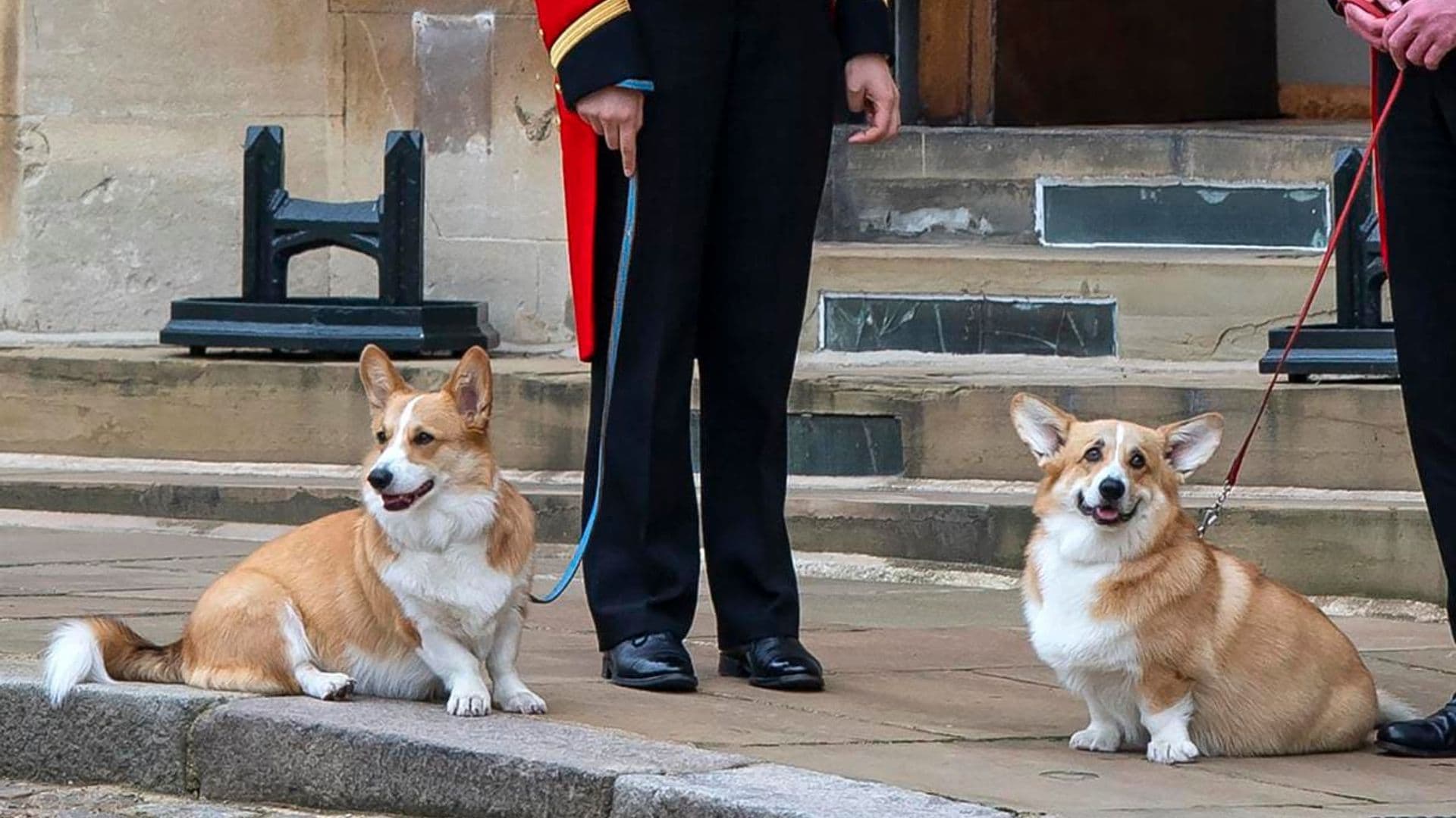 New photos of Queen Elizabeth’s corgis released