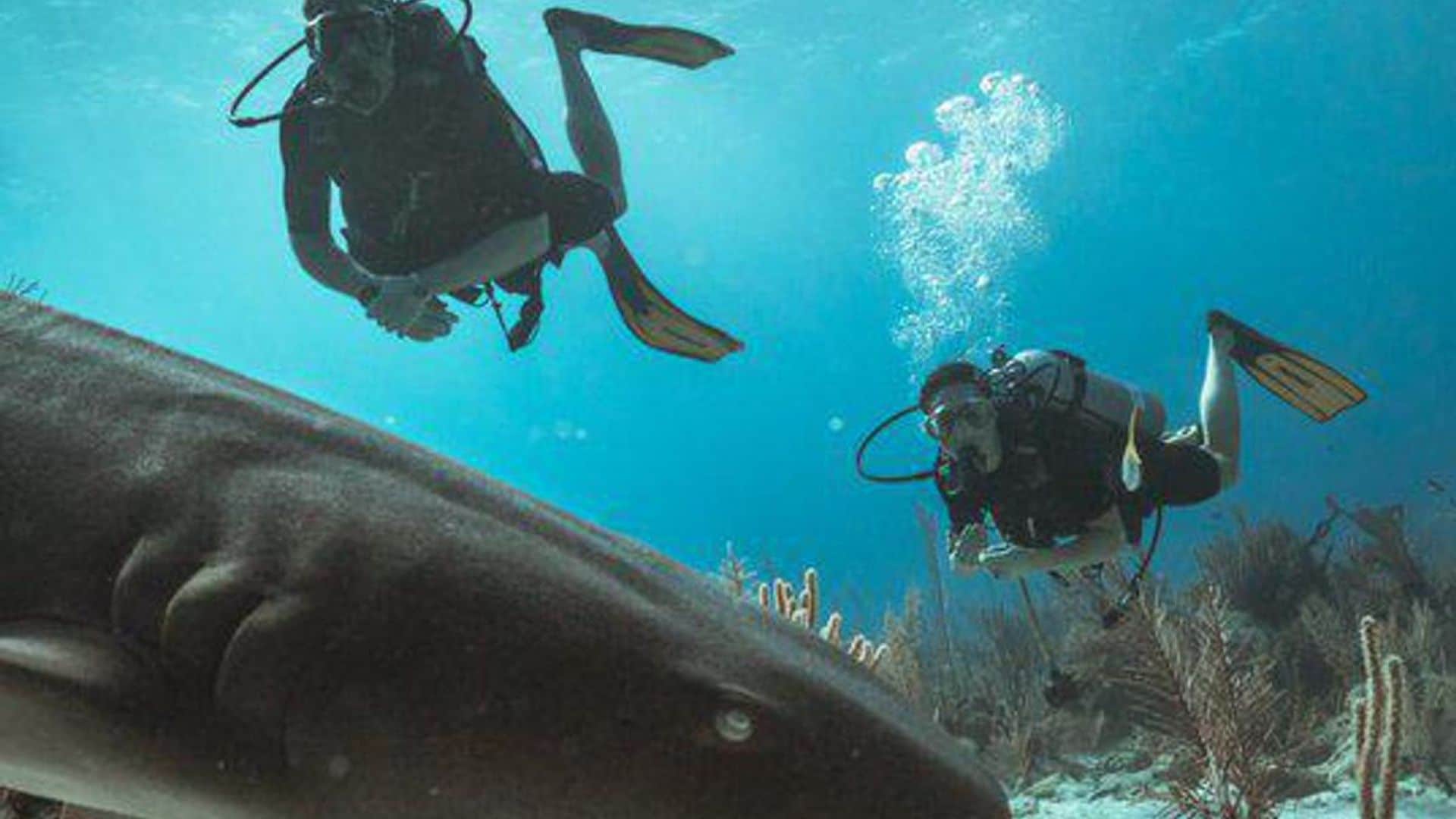 Prince William and Kate went scuba diving with sharks: Watch the video!