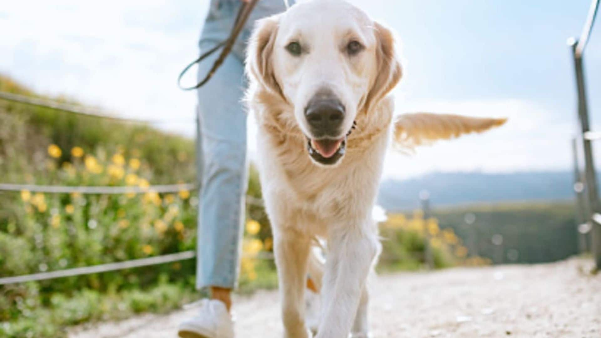 Top ten most dog-friendly cities: Did your city make it on the list?