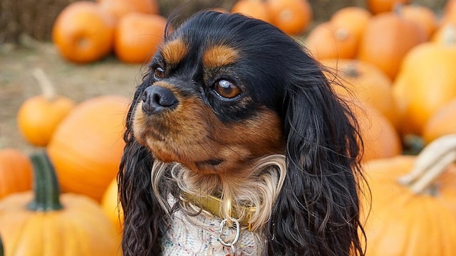 Daisy, the dog who got a proposal