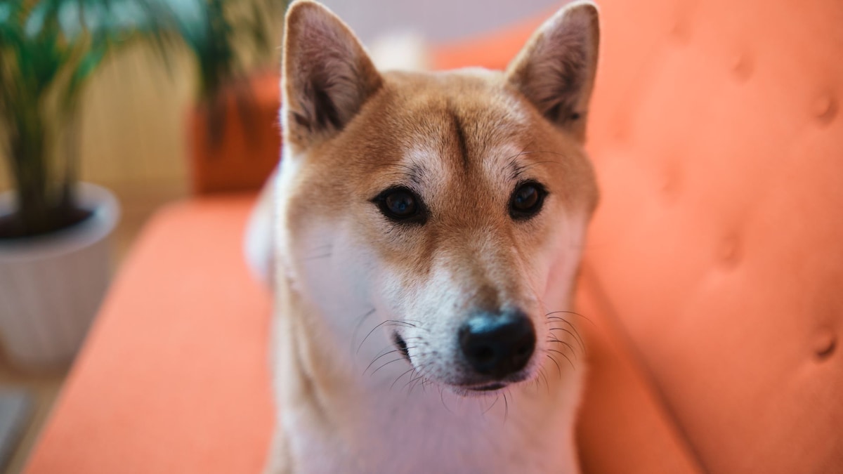 Pet of the week: Meet Peanut Butter, a 4-year-old dog who plays video games