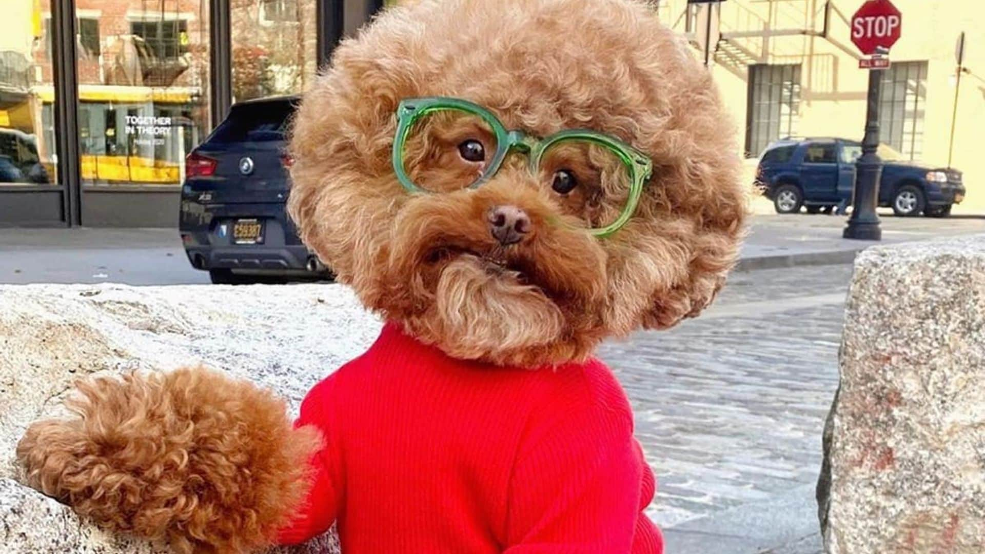 Pet of the week: Meet the most adorable Bob Ross impersonator