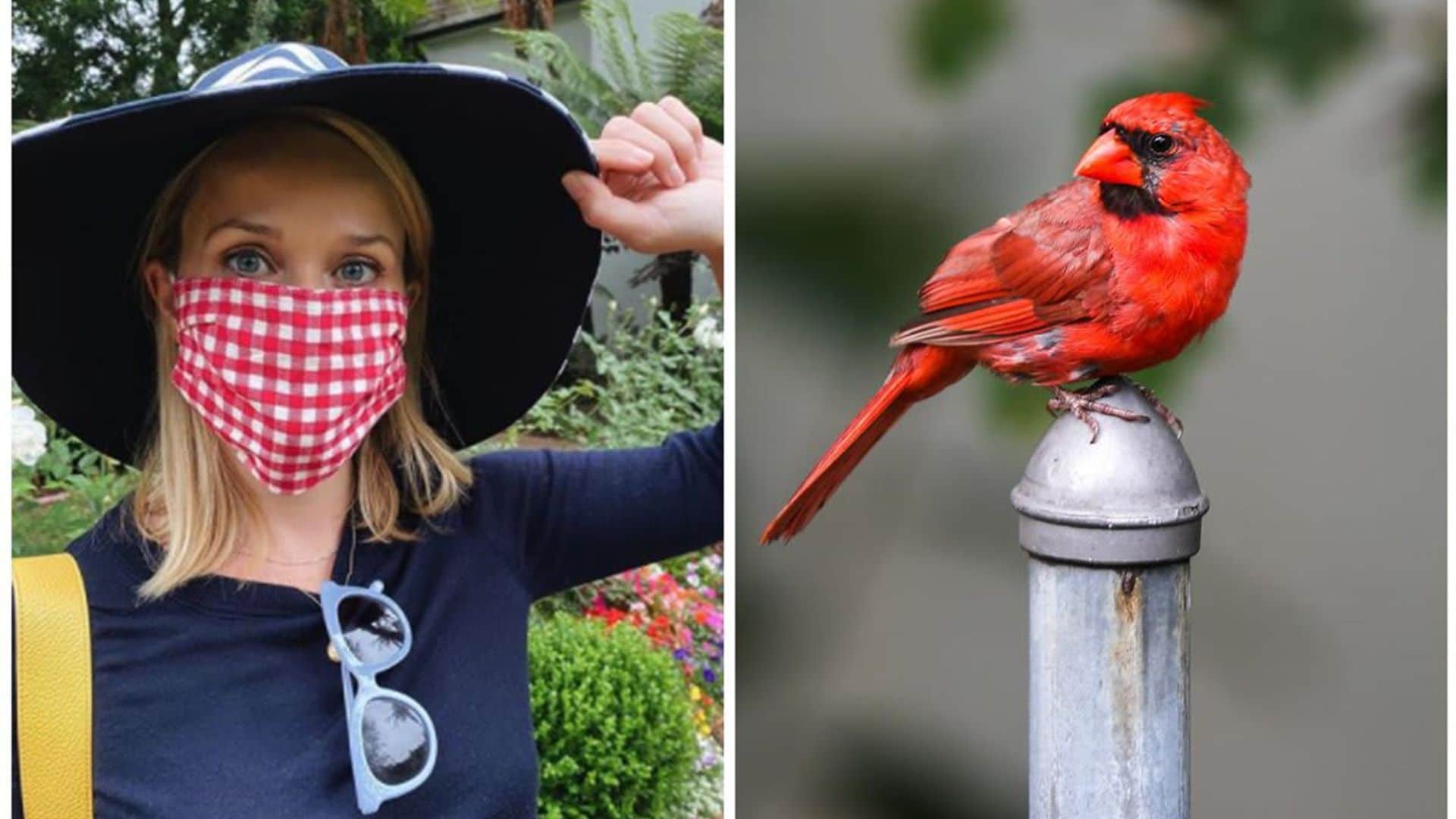 Reese Witherspoon asks fans for help after finding a cardinal bird in her home