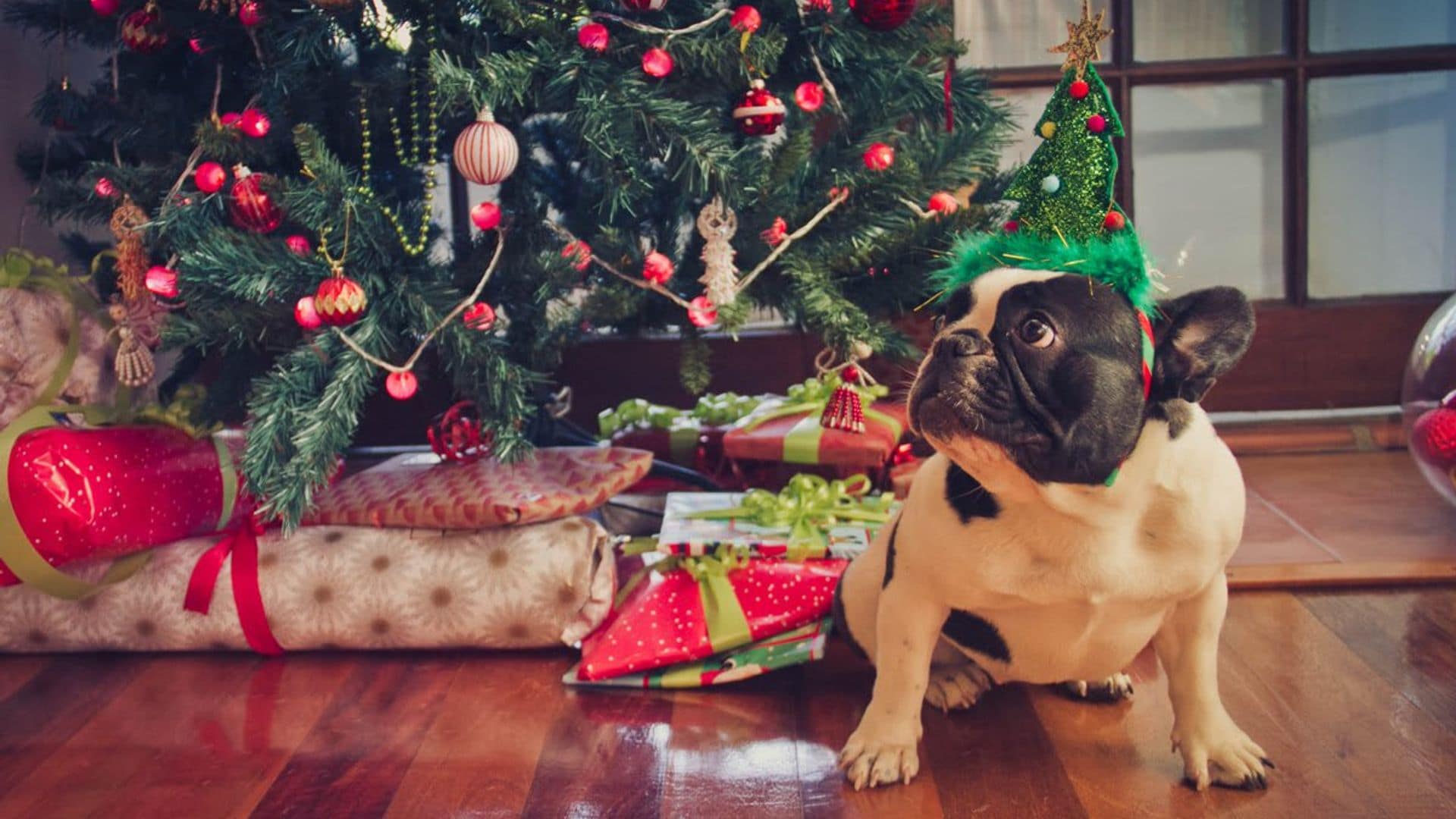 How to Dog-Proof Your Christmas Tree (Tips)