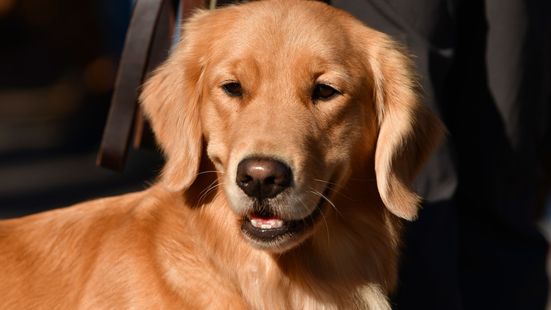 Pet of the week: The dog of the richest man in the world, Anant Ambani, has his own Mercedes vehicle