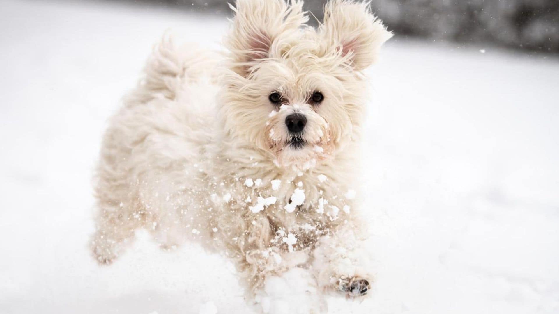 Pet of the week: Dogs with Latino heritage to celebrate Hispanic Heritage Month