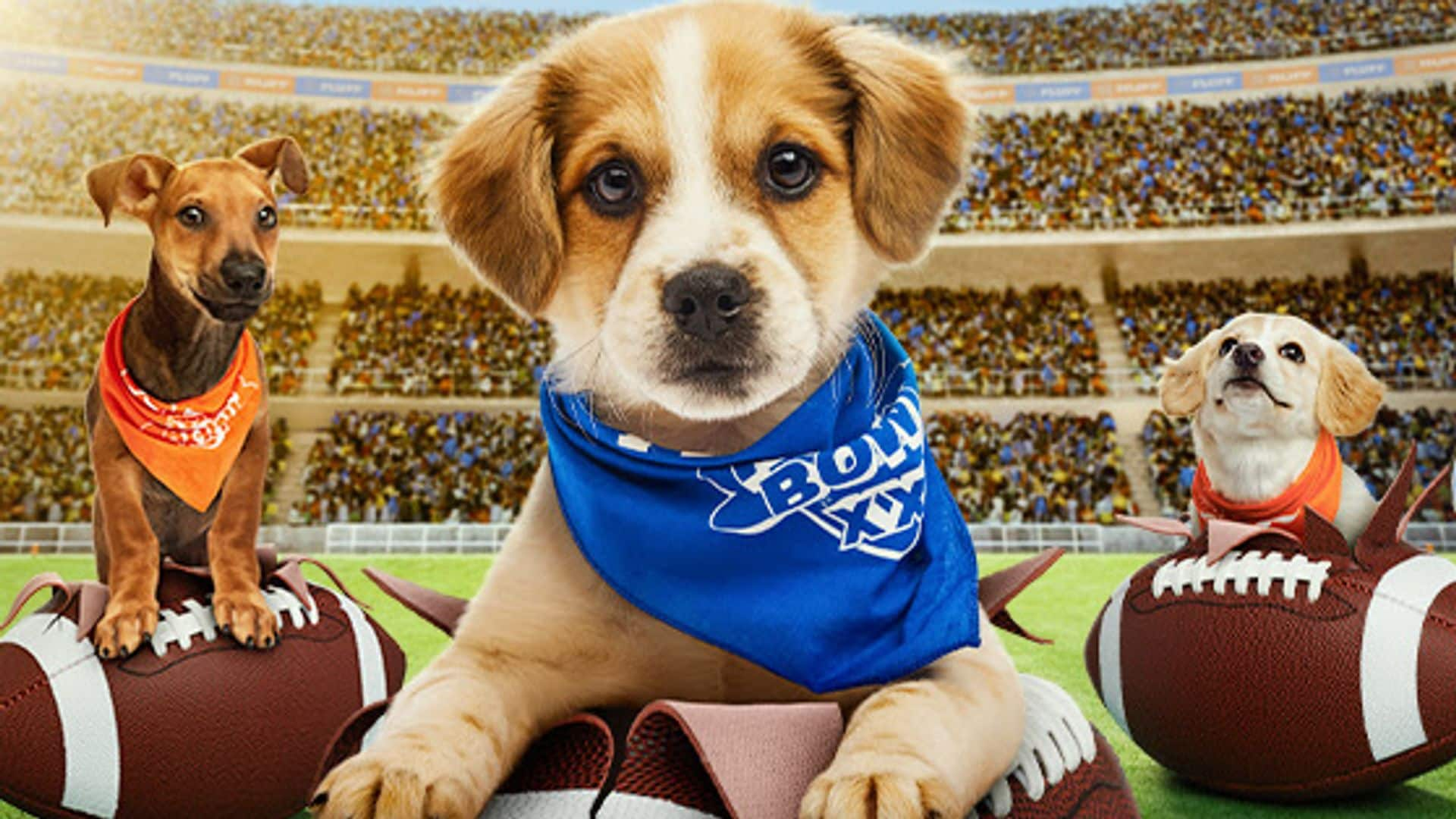 2025 Puppy Bowl to have more puppies than ever before, including one from Nicaragua