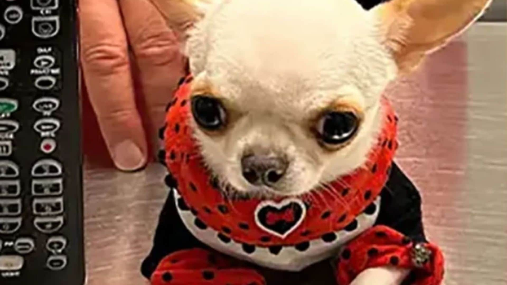 Pet of the week: This adorable chihuahua is the world’s shortest dog with only 3.5 inches