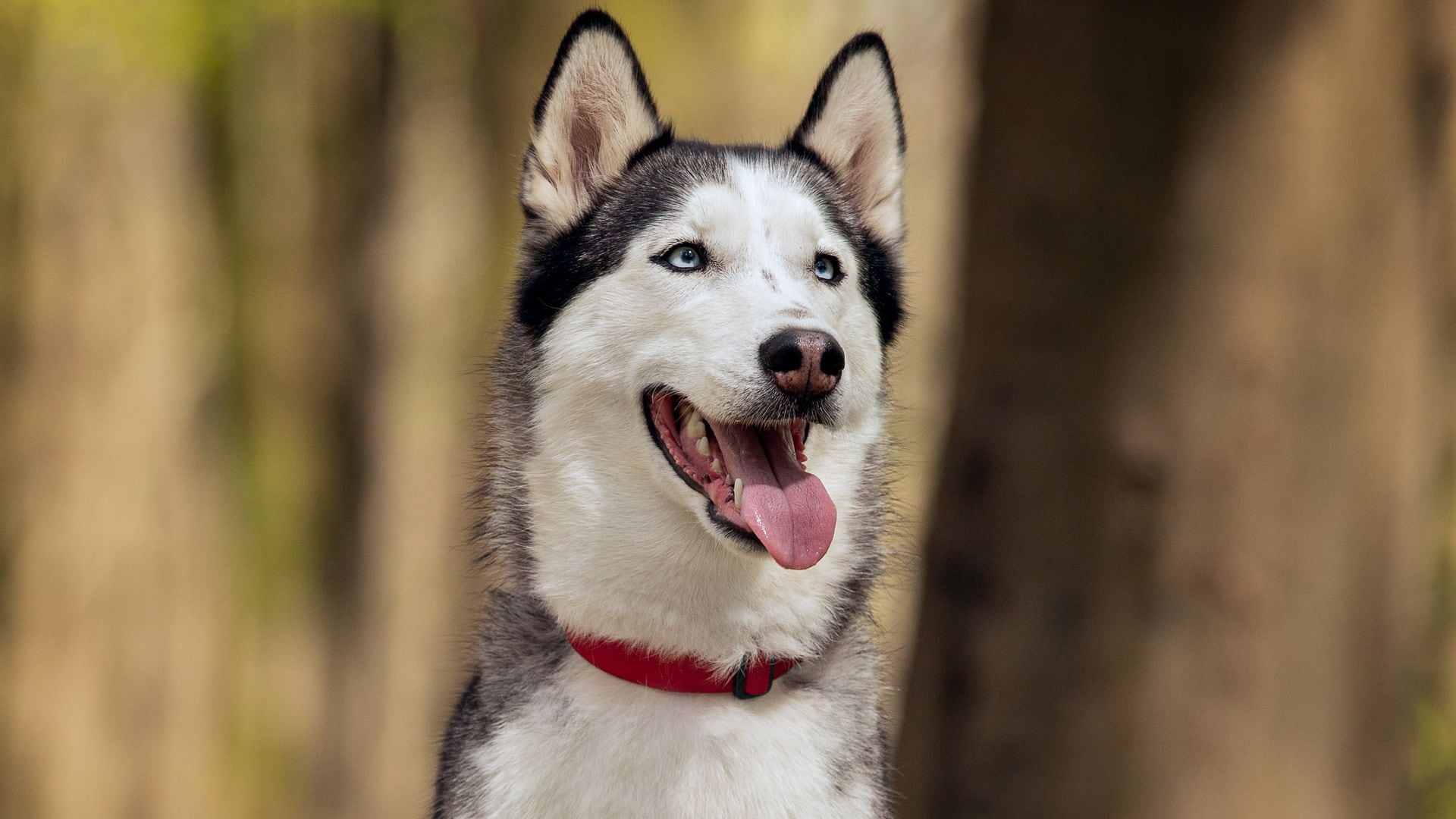 Pet of the week: Meet Aaron, the adorable dog with an Italian accent