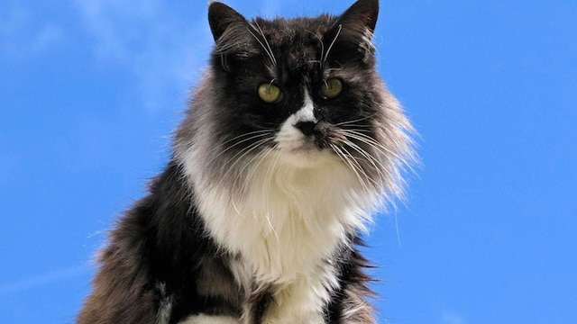 Cat on a fence