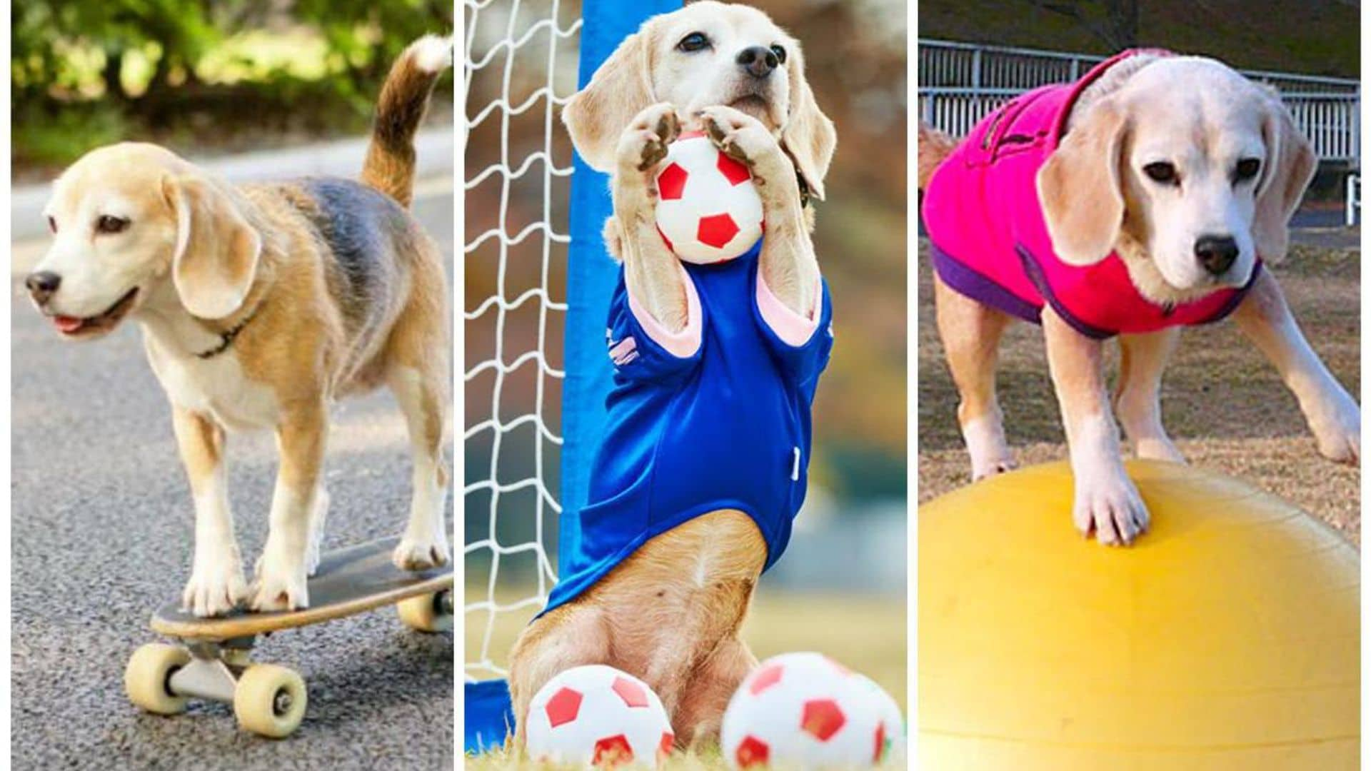 Pet of the week: Meet Purin, the athletic beagle breaking multiple records