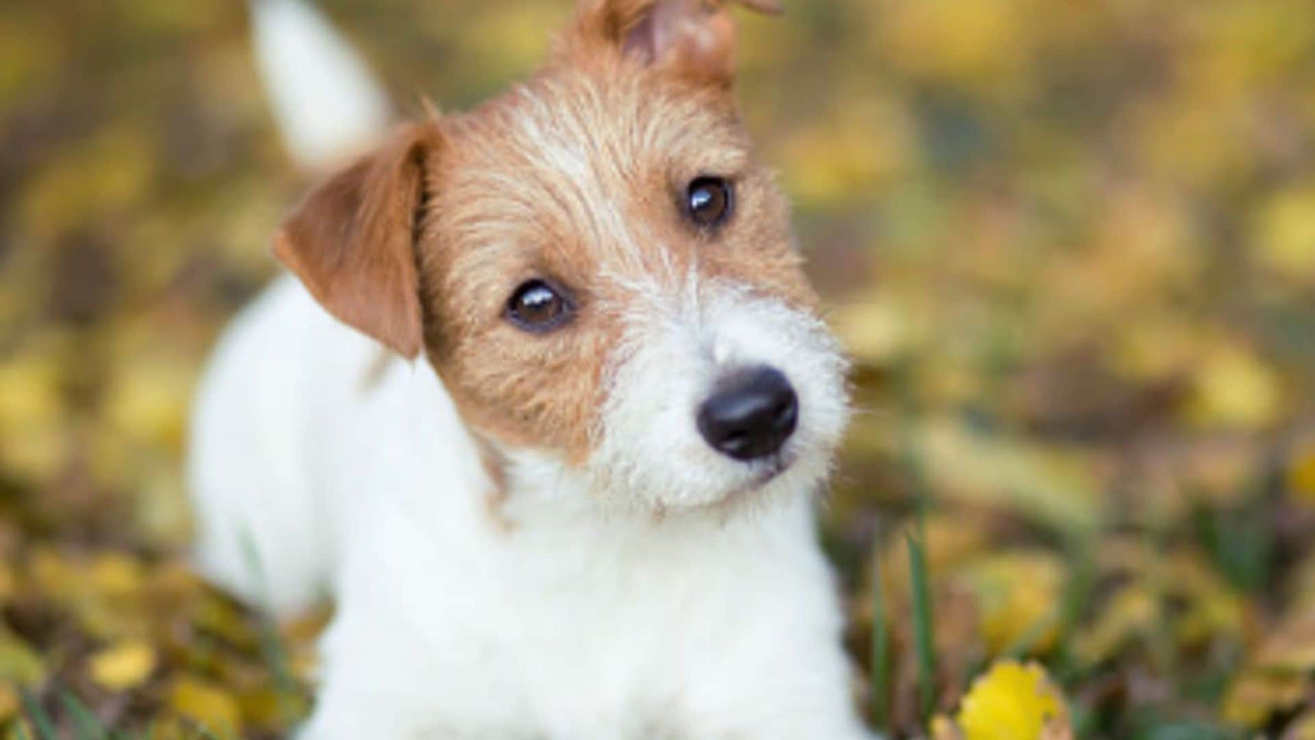 Puppy Training: Essentials lessons to teach your new puppy