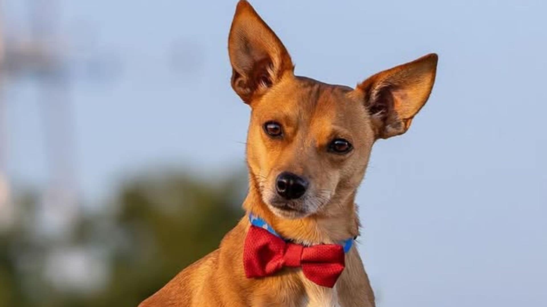 Pet of the week: Benny Burrito, a chihuahua with 10 different dog breeds in his family tree.