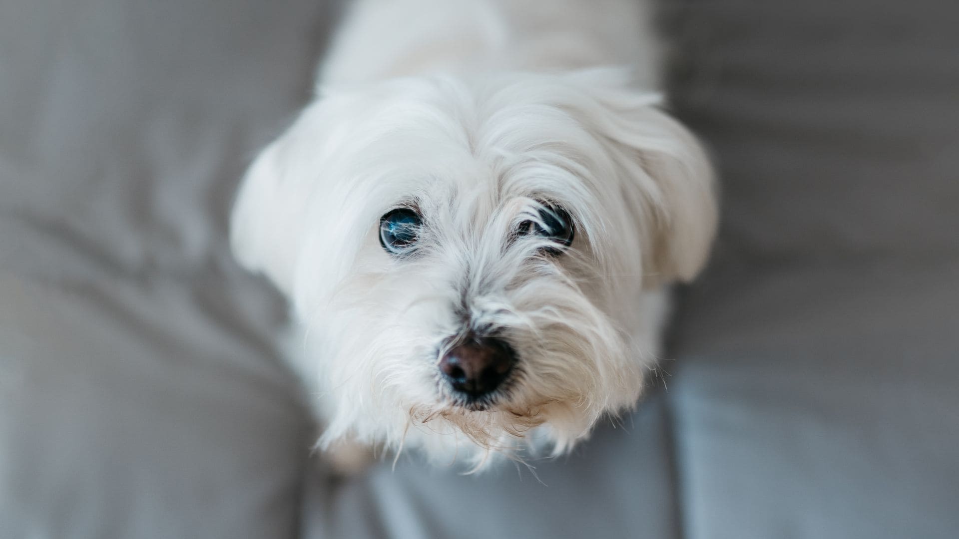 Pet of the week: Blind dog has the most wholesome reaction after getting his sight back