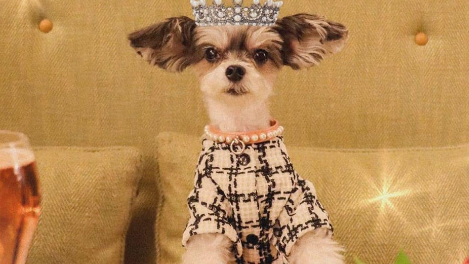 Pet of the week: Meet Tinkerbelle, from rescue dog to celebrity influencer