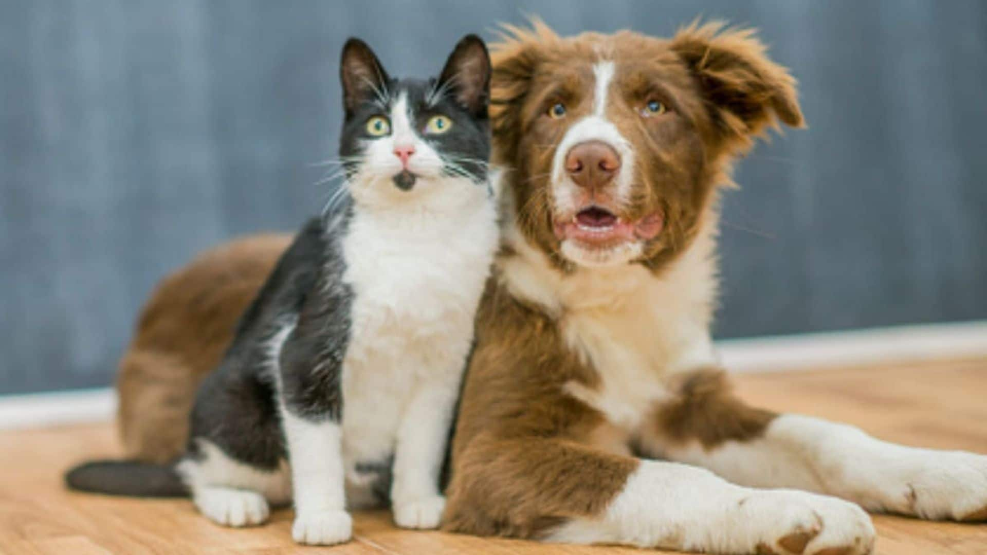 Easy tips: How to make cats and dogs get along