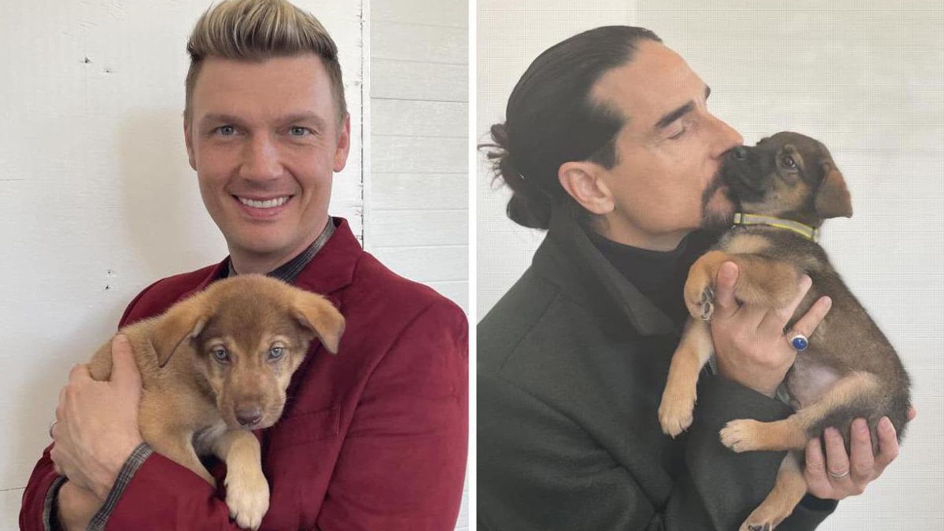 The Backstreet Boys are helping a litter of Nashville puppies get adopted